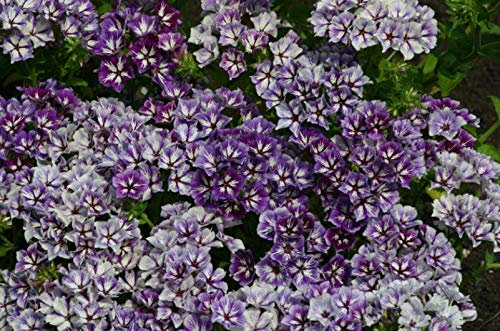 Portal Cool Phlox - Zucchero Stelle - 300 Semi