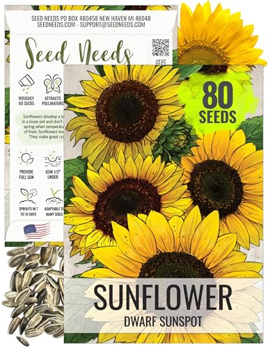 Seed Needs Dwarf Sunspot Sunflower Seeds for Planting Short Yellow Sunflowers - Heirloom & Open Pollinated Annual Cut Flower Seed to Plant 2 Foot Tall Sun Flowers (1 Pack)