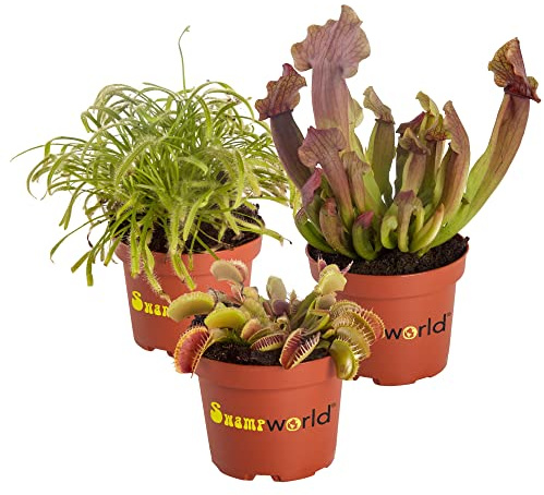 Vdvelde․com - 5x Fleischfressende Pflanzen Set - Venusfliegenfalle, Sarracenia & Sonnentau - Karnivoren gegen Insekten - Ø 9 cm - pflegeleicht - Zimmerpflanzen ohne Chemie