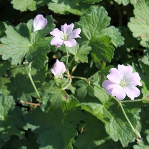 6x Géranium vivace 'Dreamland'® - Geranium 'Dreamland'® - Godet 9x9cm