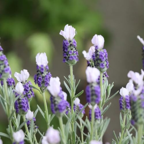 semi resistenti di lavanda perenni lavanda, decorazione da giardino per esterni da orto per orto e giardino 650pcs