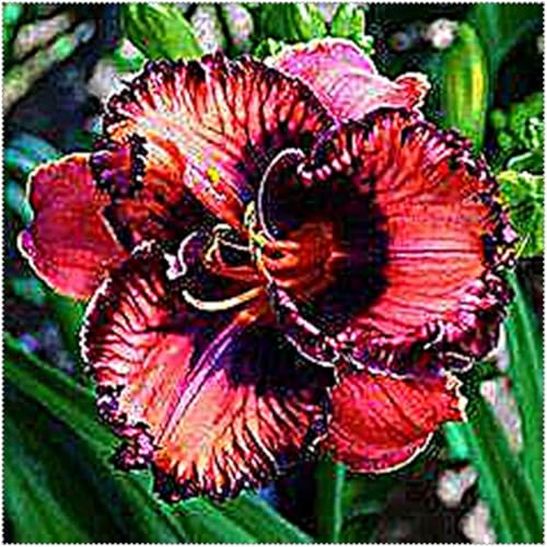 Hemerocallis Perenne,Adaptable,Resistente,decoración del jardín,Pétalos de colores variados. -5tuberi-O