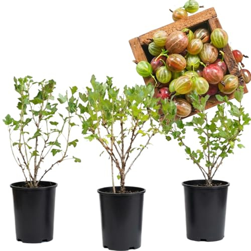 Set of 3 Pixwell Gooseberry Live Plants for Planting, 5–7 Inch Tall Red Gooseberry Starter Bushes, Sweet Gooseberries Shrubs for Indoor Outdoor