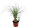 Beaucarnea Nolina Recurvata - 35-45cm - Ø12cm - Pianta d'appartamento - Sempreverde