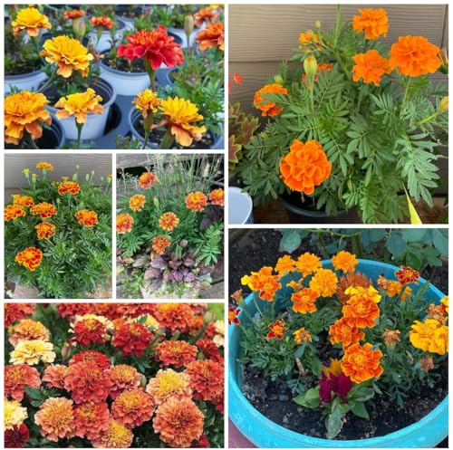 semi di tagetes perenni - calendula, decorativi, tagetes calendula biologici, perenne, decorazione autunnale, 350pcs
