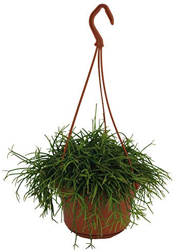 Exotenherz - Rhipsalis cassutha in der 15cm Ampel