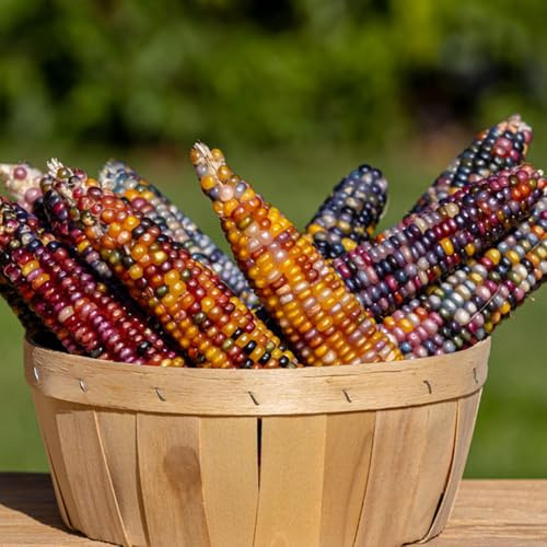 semillas de maíz arcoiris, jardín perennes resistentes semillas maíz coloridas, decoración jardín exterior, Comprar invierno orgánicas, para 200pcs