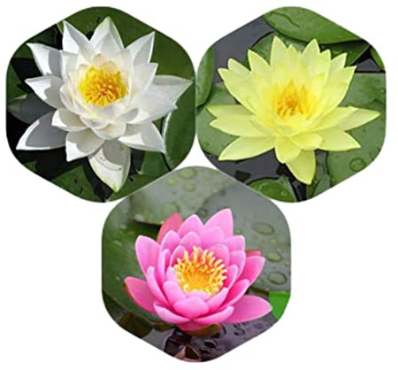 Planterest - Water Lily Tuber 3 Pre-Grown Hardy Lily Rhizome Live Aquarium Plant