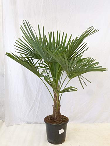 [Palmenlager] - Winterharte Palme -Trachycarpus fortunei- 160 cm - Stamm 20 cm/Chinesische Hanfpalme - 17°C