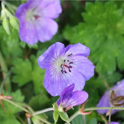 6x Géranium vivace 'Rozanne' - Geranium ‘Rozanne’® - Godet 9x9cm