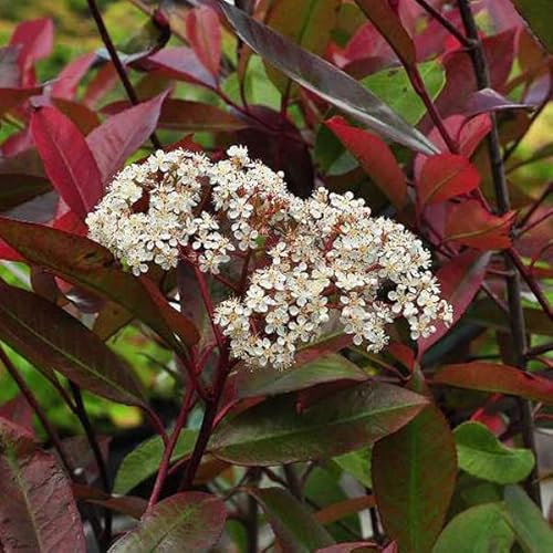3 x Photinia fraseri 'Red Robin' 40-60 cm en conteneur - Arbuste au port dressé et compact,