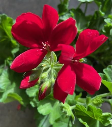100 semi di geranio rampicante rosso