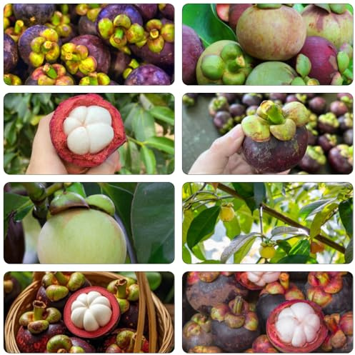 semillas de mangostán de jardín perennes resistentes columnar semillas orgánicas espaldera del jardín columnares 15pcs