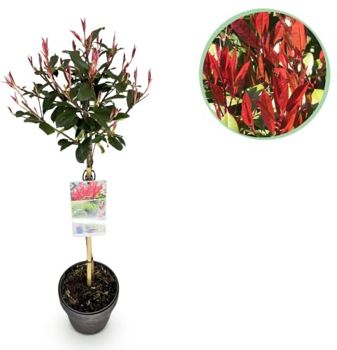 Photinia Carre Rouge en Copa, Planta Exterior, Verde y Rojo, Maceta 19cm