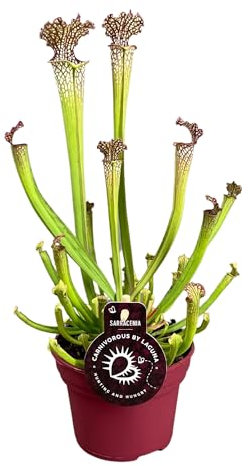 Sarracenia Planta Carnívora Natural Perfecta para el Control de Mosquitos