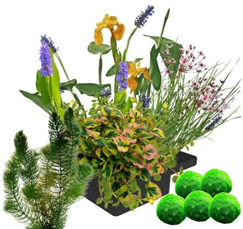 vdvelde.com - Pflanzeninsel - wasserpflanzen + Sauerstoffpflanzen gegen Algen - - Schwimmende Insel: 25x25x5cm - 11 Pflanzen - Platzierung: lose auf dem Wasser