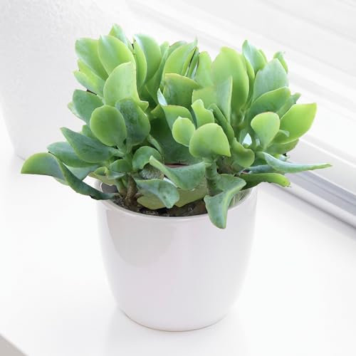 Plante d'intérieur Crassula ovata - Plante Jade ou Plante à monnaie - Plantes succulentes naturelles, idéales comme cadeaux de plantes d'intérieur (Crassula Curly Green, hauteur 20-25 cm pot inclus)
