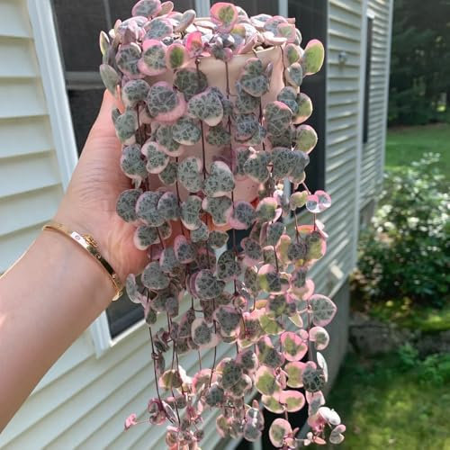 leuchterblume kaufen samen - kletterpflanzen, winterharte stauden mehrjährig Ceropegia woodii wildblumensamen, blumen pflanzen plants, pflanzen für garten blüten, balkon blumen 150pcs