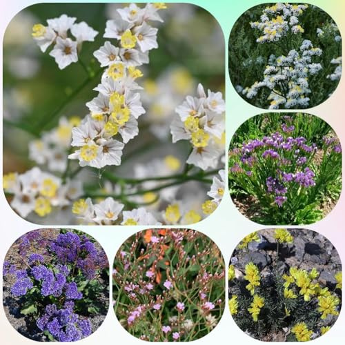 Semi di lavanda di mare perenni, Limonium sinensis, copertura del terreno semi di per giardino di per luoghi soleggiati 150pcs