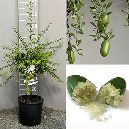 SAVINI VIVAI Citronnier, Caviar Vert, Faustrime, Agrume, Tilleul, Semis de Citron en Pot, 20 cm Hauteur 50-70 cm 2 Ans de Greffe,