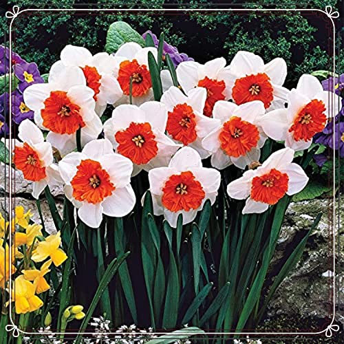 Narzissenzwiebel-Winterhart MehrjäHrig,Narzissen Zwiebeln,Narzissen Pflanzen,Narzissen Knollen Winterhart,Bonsai Pflanze-6zwiebeln-b