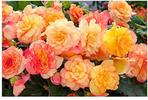 PREMIER SEEDS DIRECT - Begonia Tuberous - ON TOP - Sunset Shades F1-15 PELLETS