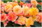 PREMIER SEEDS DIRECT - Begonia Tuberous - ON TOP - Sunset Shades F1-15 PELLETS