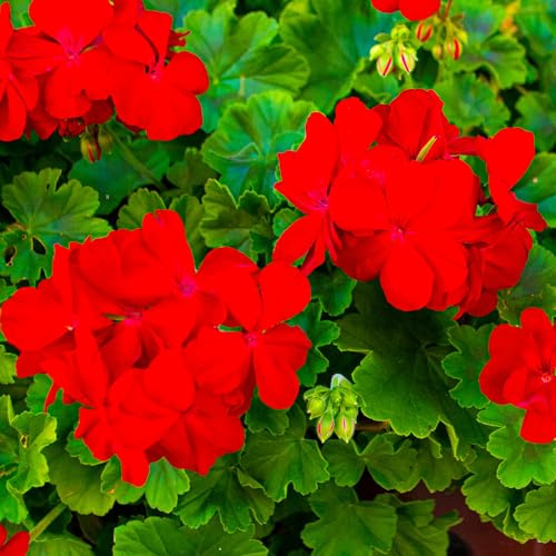 GardenersDream Géranium Rouge en Pot – Plante de Jardin Fleurie Rouge Captivante – Géranium Vivace Résistant pour l’Extérieur (incl. Pot 11 cm)