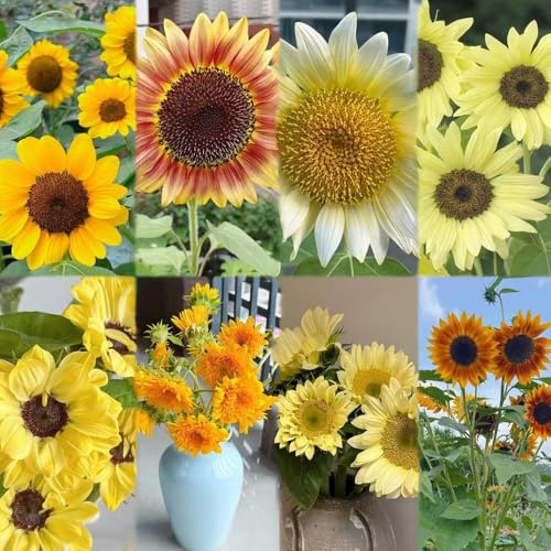 semillas de girasol perennes resistentes semillas silvestres balcón exóticas decoración de balcones jardín 40pcs