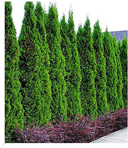 BALDUR Garten Lebensbaum-Hecke 'Thuja Smaragd' 50 Pflanzen Thuja occidentalis Smaragd, winterhart, mehrjährig, immergrün, Sichtschutz, anspruchslose Pflanze, Empfehlung 3 Pflanzen pro lfd. Meter