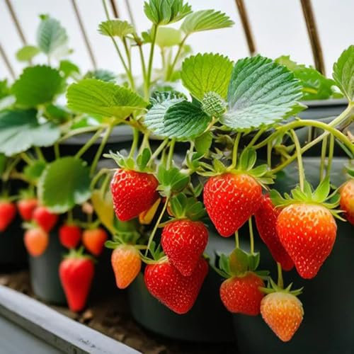 Erdbeersamen, Erdbeeren Samen, pflanzen für draußen winterhart säulenobstbäume winterhart seltene samen obstpflanzen balkongewächshäuser säulenobst frisches obst balkonpflanzen alte 250pcs
