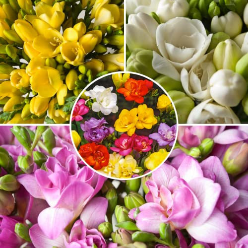 Plant in a Box - Freesia Double Mix - x40 Bulbi - Fresia - Bulbi di fiori a fioritura estiva per giardino, terrazza o balcone