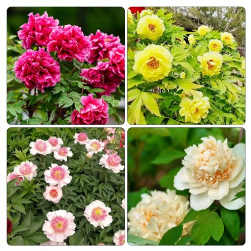 peonía jardín balcón comprar semillas de techos verdes decorativa Cubresuelos resistentes oficina decoración 225pcs