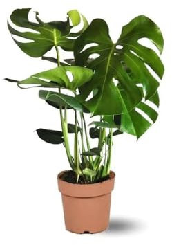 Attitude Jardin - Monstera deliciosa - plante trouée - purificateur d'air - 45-50 cm - ⌀ 14 cm - plante d'intérieur