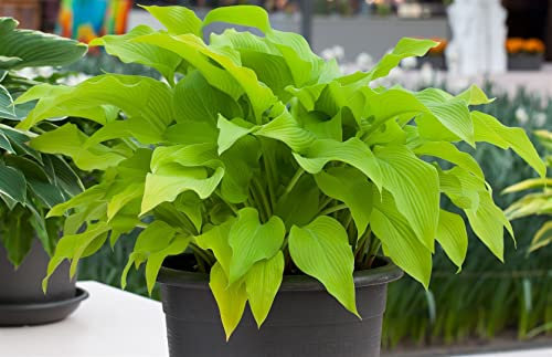 Hosta x fortunei 'Sun Power' 9x9 cm Topf – Winterhart, Mehrjährig, Pflegeleicht – Funkie – Staude für Schattenbeet & Kübel