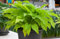 Hosta x fortunei 'Sun Power' ca. 9x9 cm Topf - Funkie, gelbgrüne Blätter, ideal für schattige Standorte, pflegeleicht, winterhart