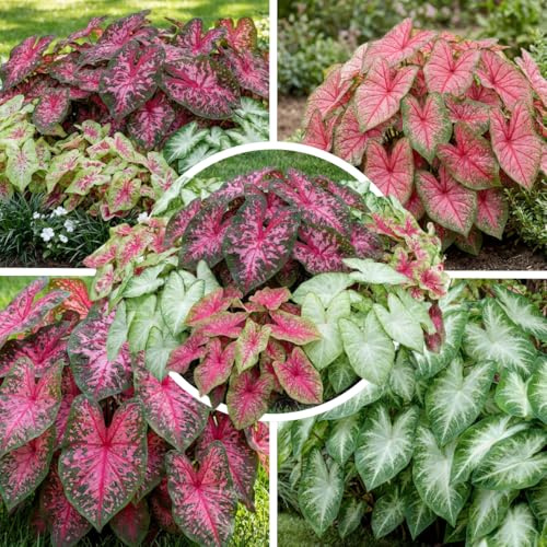 Colección Caladium Exotic (3 plantas/raíces), mezcla perenne de 3 variedades, grandes plantas perennes resistentes de Holanda, plantas de jardín para descuentos (sin semillas, no artificiales y