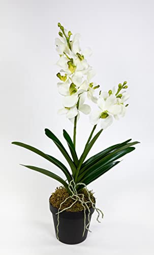 Orchidee Cymbidium Real Touch 58cm weiß DP künstliche Kahnorchidee Blumen Kunstpflanzen Kunstblumen
