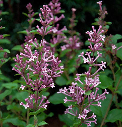 Edelflieder Bloomerang Pink Perfume 60-80cm - Syringa - Gartenpflanze
