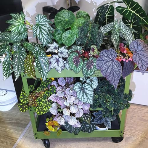 Forellenbegonie Pflanze Samen, winterharte pflanzen für garten Begonia maculata, indoor plants, bio saatgut pflanzen samen balkonpflanzen winterhart mehrjährig grünpflanzen 150pcs