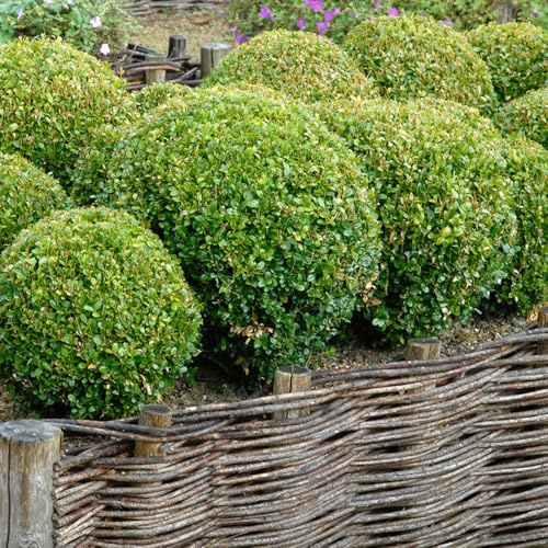 Semillas de boj jardín regalos cobertura del suelo balcón resistentes en 80pcs