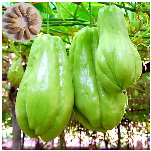 30 Graines de Chayote Haute Germination - Semences Naturelles Non Traitées pour Potager Productif, graines de légumes chayote Plantes Légumières (30PCS)
