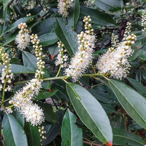 semillas de laurel cerezo - exóticas, interior variedades antiguas, orgánicas 250pcs