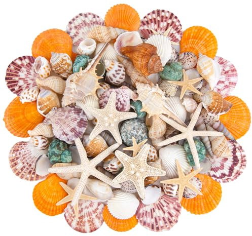 SKOOLOVE 15 Kinds Natural Seashells Mixed Beach Seashells for Crafting | 2-8 CM Various Sizes Seashell and Starfish for Crafts, Fish Tank, Vase Fillers, Beach Themed Party, DIY, Home Decorations