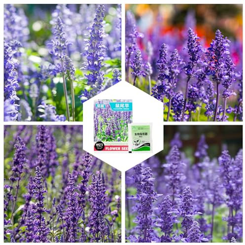 600 Salbei Samen, mit Blumendünger, Wiesensalbei Samen, Winterharter Salbei, Tolle leuchtende Blüten, Bienenfreundliche Salbei Pflanze, zum Betrachten, Räuchern, Kochen Verwendet Werden
