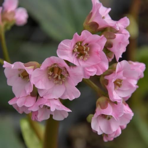 bergenia cordifolia - bancal elevado de jardín de verano decoración jardín semillas balcón 500pcs