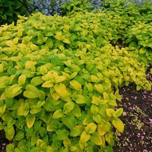 semillas de melisa, jardín interior resistente jardín de interior, variedades antiguas invernadero en 100pcs