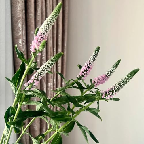 Semi di Salvia - Salvia japonica - semi di aromatiche da giardino roccioso resistenti 100pcs