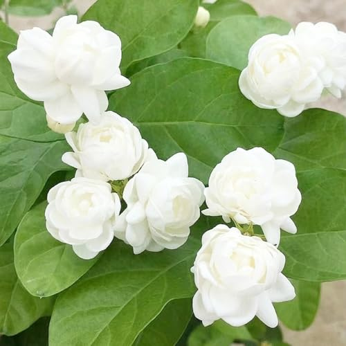 jazmín comprar semillas jardín balcón resistentes decoración semillas 30pcs