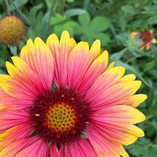 Generic Semi di Gaillardia Pulchella, 100 Pz/borsa Semi di Gaillardia Pulchella Bella Prolifica Piena di Vitalità Piantine Sane di Gaillardia Pulchella per Balcone Semi di Gaillardia pulchella Foug